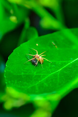 Una araña alimentandose en una hoja