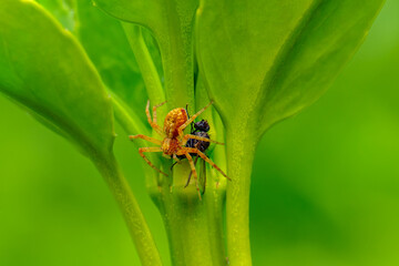 Fototapeta premium Pequeño insecto sobre una rama