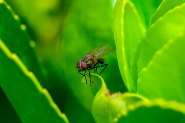Pequeño insecto sobre una rama