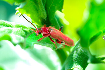 Pequeño insecto sobre una rama