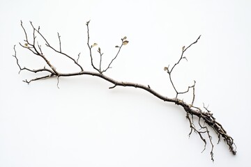 Fototapeta premium Dried branch with roots against white background