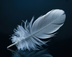 A photograph of a pristine white feather floating gently against a deep black background