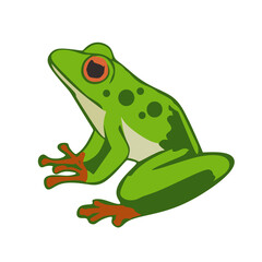 laubfrosch. Frog with green color. isolated on white
