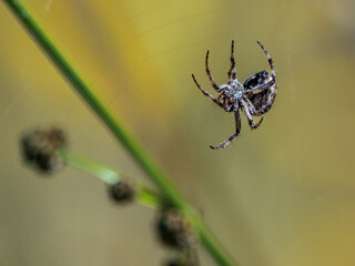 Orb-weaver spider suspended on web with blurred natural background.