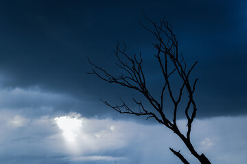 A barren tree silhouette stands against a dramatic moody sky filled with dark, swirling clouds