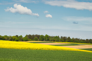 Rzepak kwitnący żółty na polach uprawnych w maju © KoLesfot