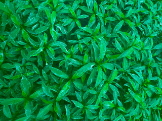 Top of a bush full of lush new leaves for a green background.