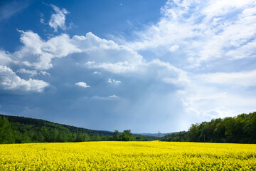 Incredible summer landscape with blooming yellow rape field, forest and cloudy blue sky on...