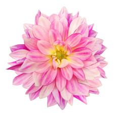 Dahlia flower  on  isolated background with clipping path. Closeup. Transparent background.	