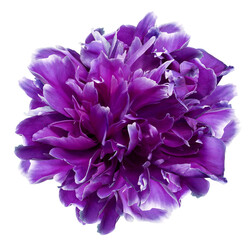 Purple  peony flower  on   isolated background with clipping path. Closeup. For design. Transparent background.	