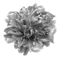 Peony flower  on   isolated background with clipping path. Closeup. For design. Transparent background.	