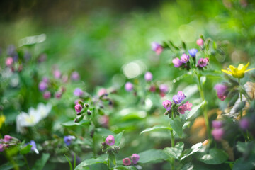 Different wild flowers covered spring meadow in dark forest. Natural blurred floral background