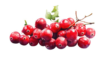 Obraz premium Fresh red cranberries cluster, glossy berries on twig. Raw cranberry fruit ingredient for holiday cooking and food design isolated on Transparent Background