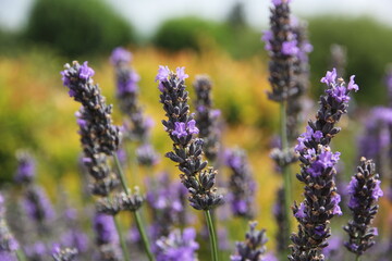 lavender