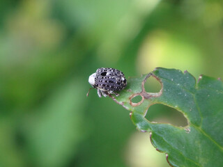 Figwort weevil (Cionus scrophulariae) resting curled up on a tip of a feaf with some chewed out...