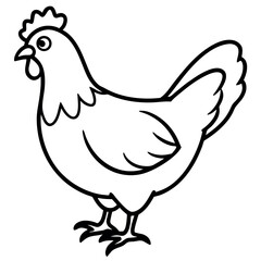    Chicken vector illustration.
