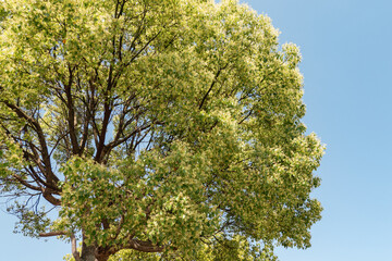 新緑のクスノキが青空に広がる爽やかな春の風景