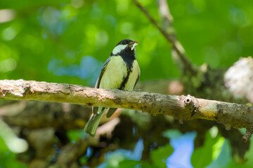 great tit perching on a tree twig with prey in its beak close-up