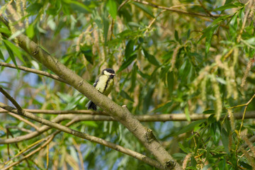 Fototapeta premium great tit chick is perching on a tree branch