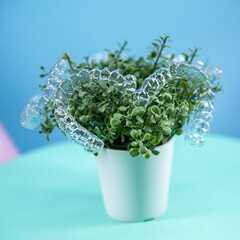Removable transparent aligners for dental correction hang on the plant. Invisalign braces, dental care and orthodontics