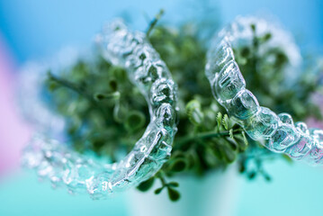 Removable transparent aligners for dental correction hang on the plant. Invisalign braces, dental care and orthodontics