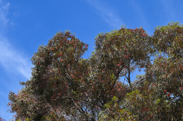 Arbre tropical en fleurs