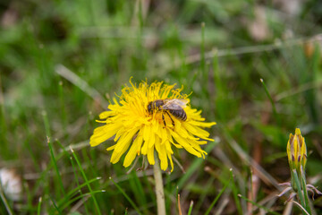bee on dandelion