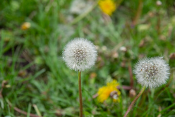 dandelion in the grass