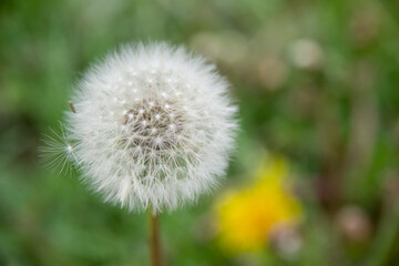 dandelion on green background