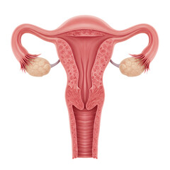Detailed Anatomy Illustration of the Female Reproductive System: Uterus, Fallopian Tubes, and Ovaries