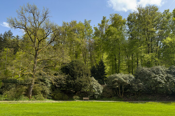 a peaceful green meadow with a lone garden bench surrounded by lush trees under a blue sky, perfect for relaxation