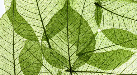 Obraz premium Green Leaf Veins Close-up