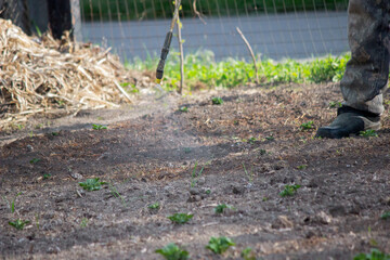 sprinkles weeds on potatoes. Weed control. Selective focus