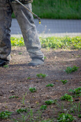 sprinkles weeds on potatoes. Weed control. Selective focus