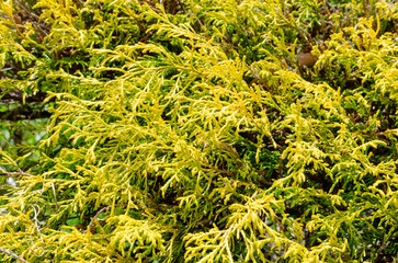 鮮やかな黄金葉が美しいフィリフェラオーレアのクローズアップ