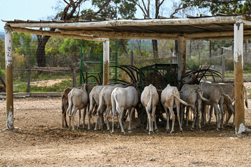 Troupeau d'oryx autour d'une mangeoire
