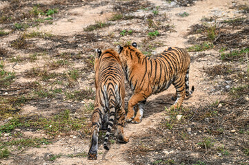 Les deux tigres