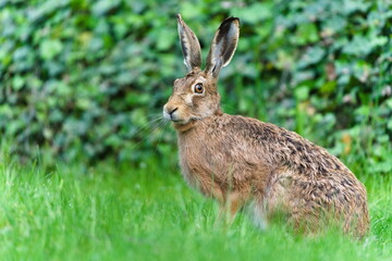European Brown hare aka Lepus europaeus is sitting in the grass. Hare is looking to the camera.