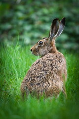 European Brown hare aka Lepus europaeus in the field. Close-up portrait.