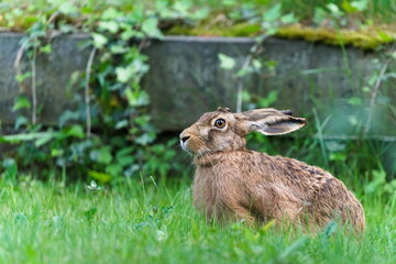 European Brown hare aka Lepus europaeus in the field. Close-up portrait.