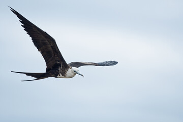 Frigatebirds are seabirds found in all tropical and subtropical oceans and classified in the monotypic family Frigatebirds.