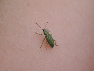 The, green immigrant leaf weevil (Polydrusus formosus, Polydrusus splendidus) walking on a human hand