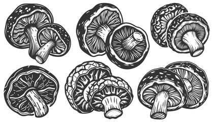 Vintage monochrome set of mushroom shiitake with visible gills and thick stems for mushroom-based food packaging, pharmaceutical labeling, natural remedy branding, culinary or botanical product design