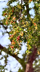 Sidr fruits shine among branches where sidr plant thrives fully, sidr berries reveal earthy...
