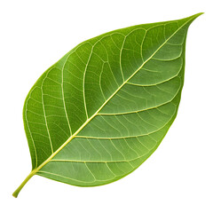 Obraz premium Bael leaf isolated on a transparent background