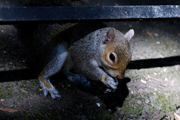 This is a close-up of a squirrel with detailed fur and expressive eyes, captured in natural daylight. The image highlights the squirrel’s curious expression and vibrant texture.