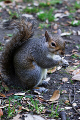 This is a close-up of a squirrel with detailed fur and expressive eyes, captured in natural daylight. The image highlights the squirrel’s curious expression and vibrant texture.