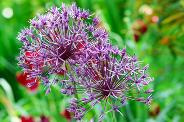 A collection of diverse and colorful flowers captured in full bloom. Each image showcases unique floral species with vibrant petals, intricate details, and natural beauty. 