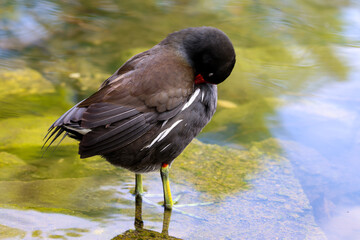 Close-up of a bird showcasing fine feather details and vivid colors. Captivating wildlife portrait in natural light, ideal for nature, ornithology, and wildlife photography themes.