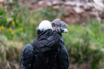 A majestic Andean condor stands proud with its powerful beak and textured features, its black...